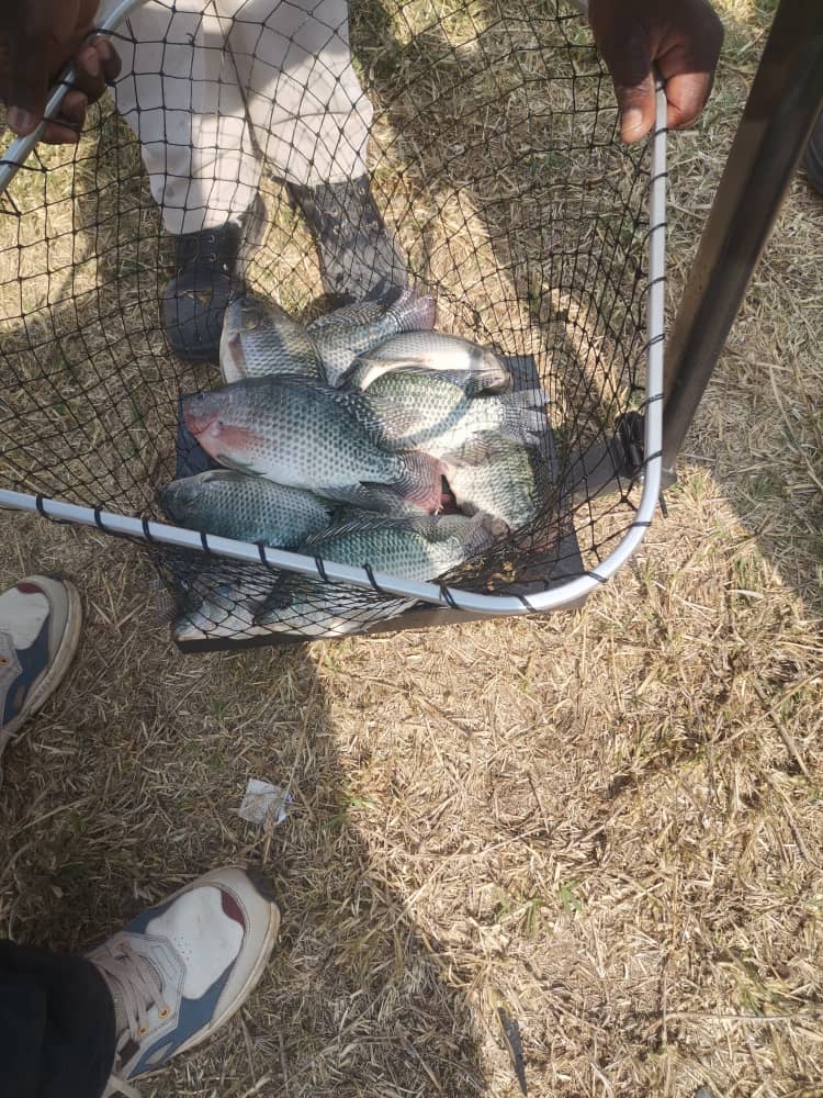 Fish Farming Training